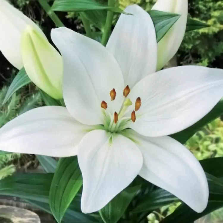 White asiatic lily deals